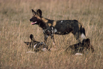 Rickettsial infection in animals and Brazilian spotted fever endemicity